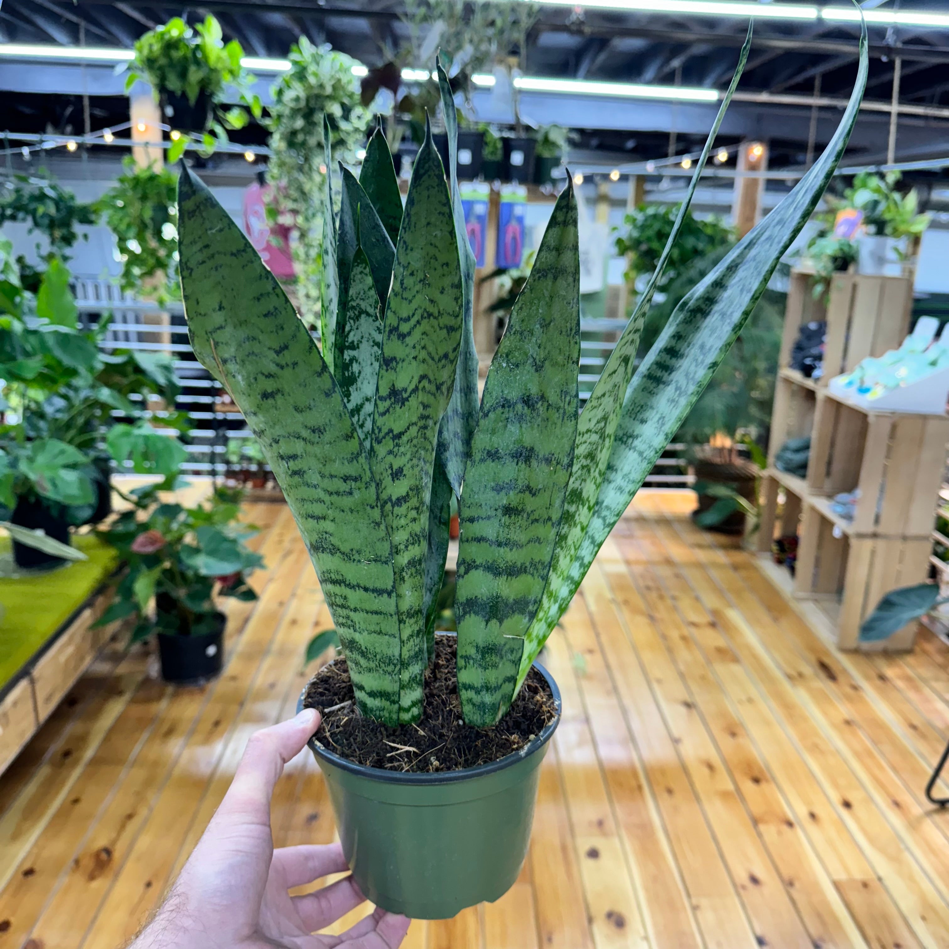 Sansevieria Zeylanica