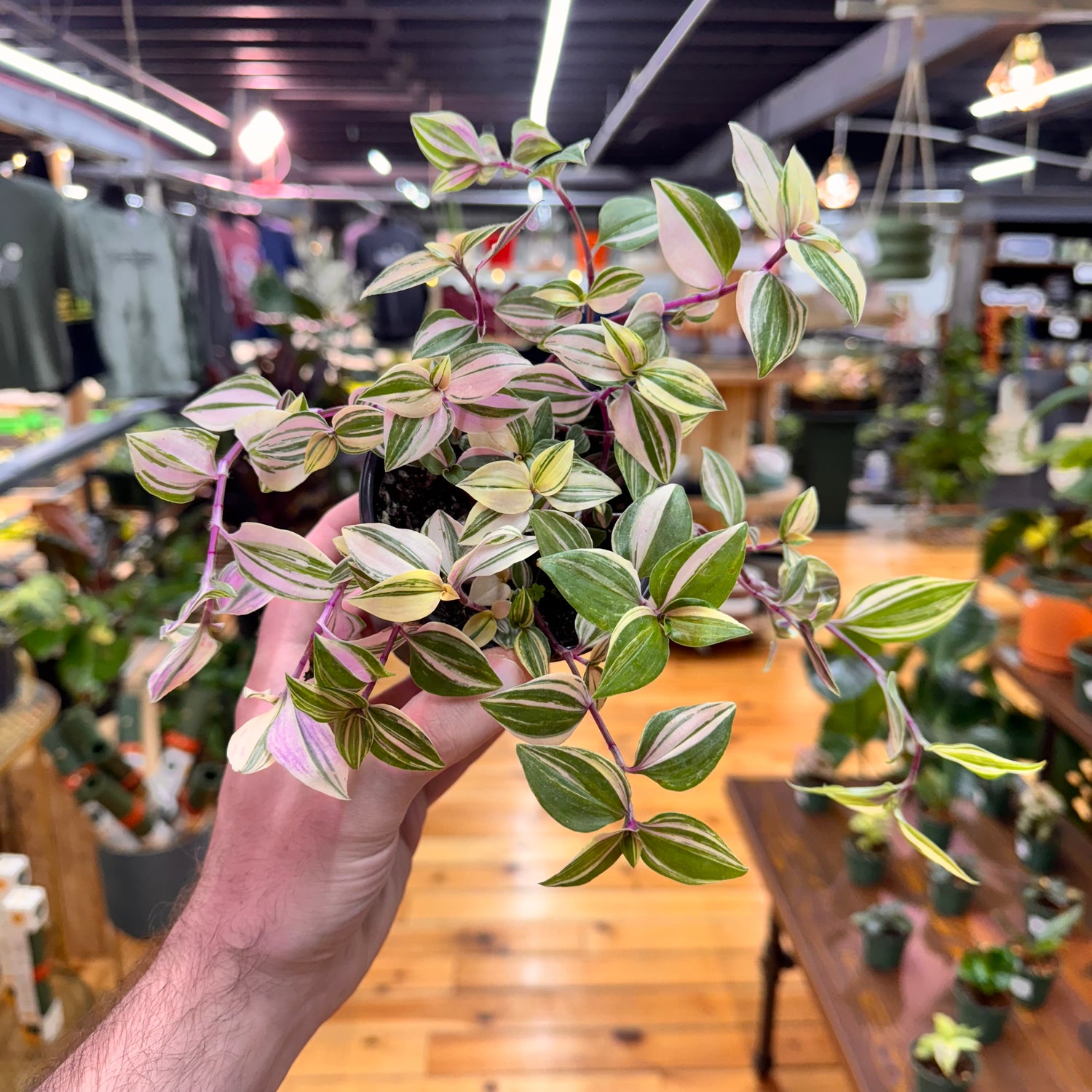 Tradescantia Tricolor