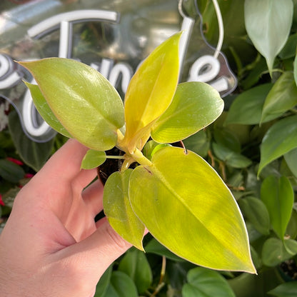 Philodendron Golden Melinonii