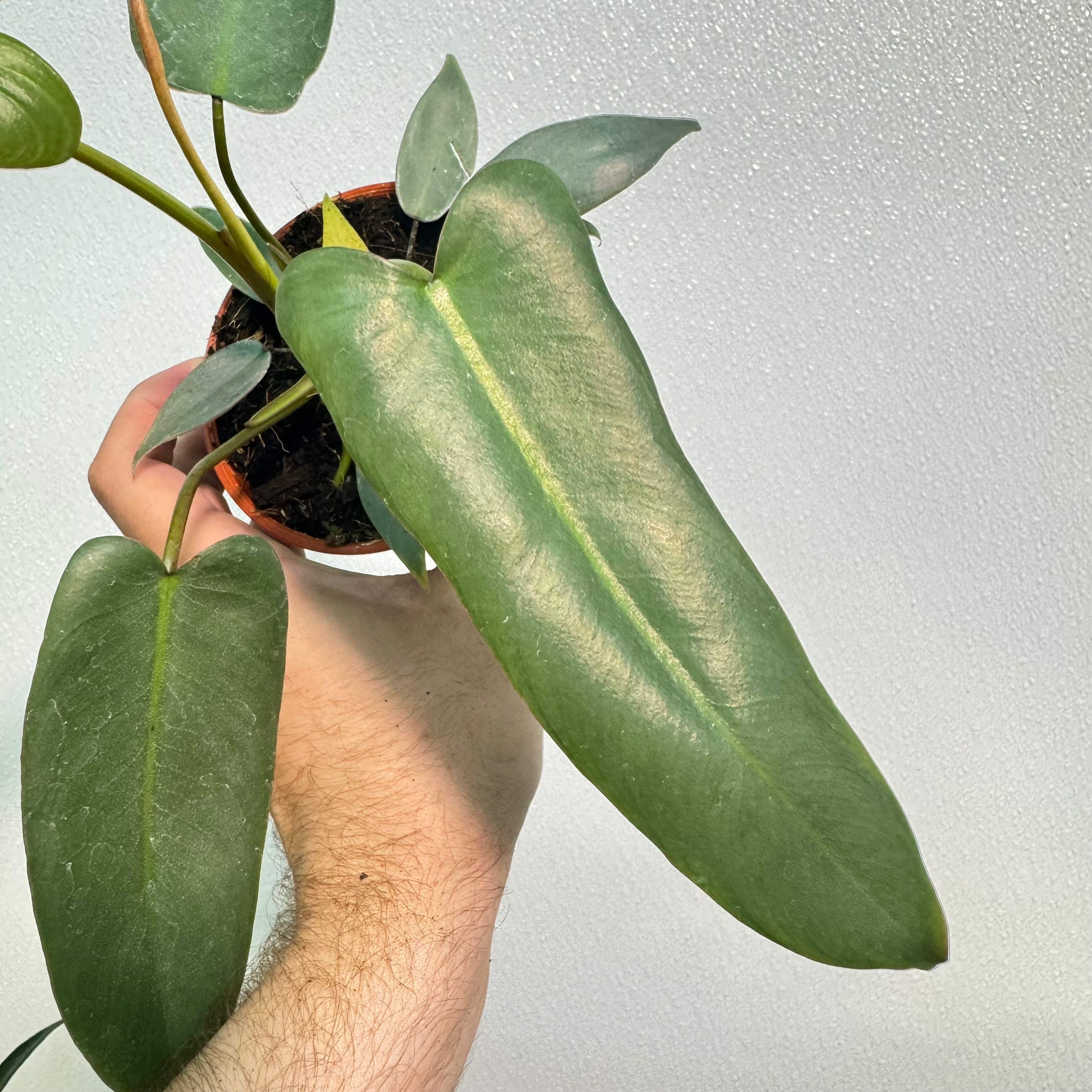 Philodendron Atabapoense