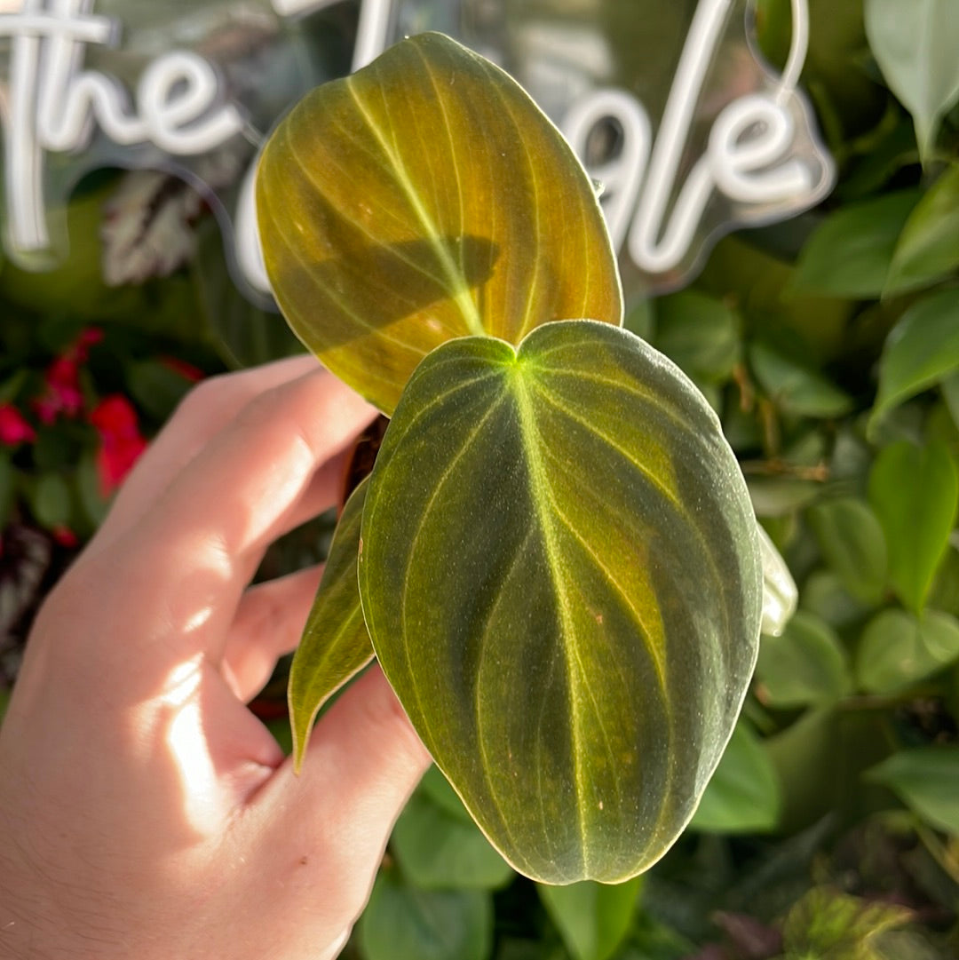 Philodendron Melanochrysum