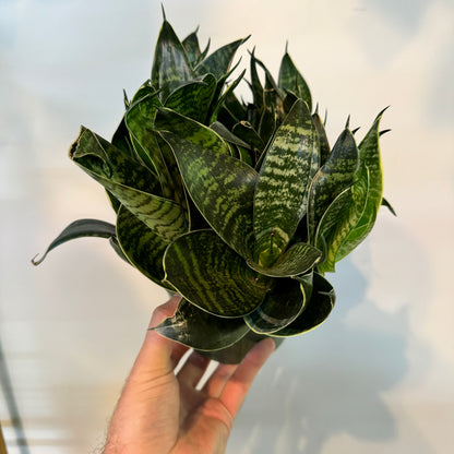 Sansevieria Forest Star