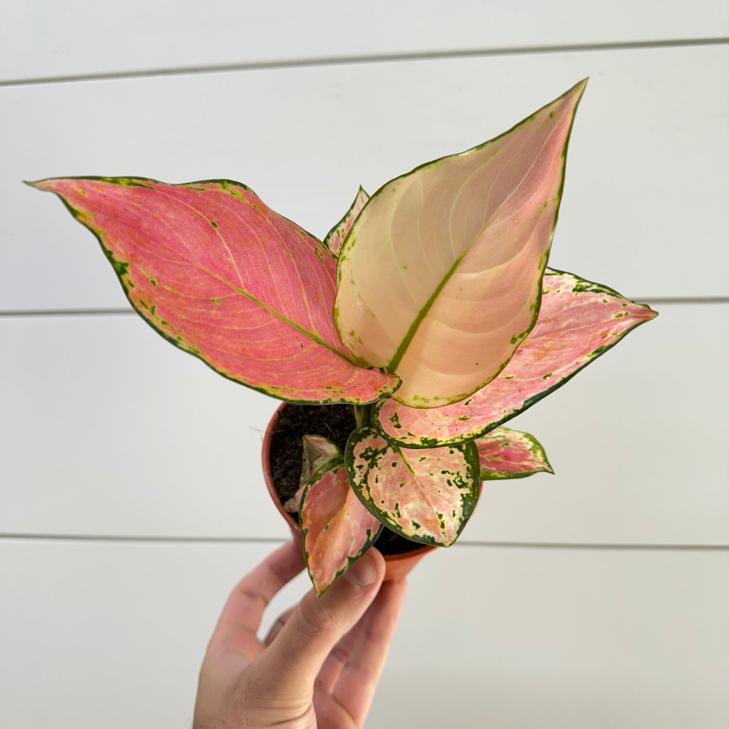 Aglaonema Geely Red