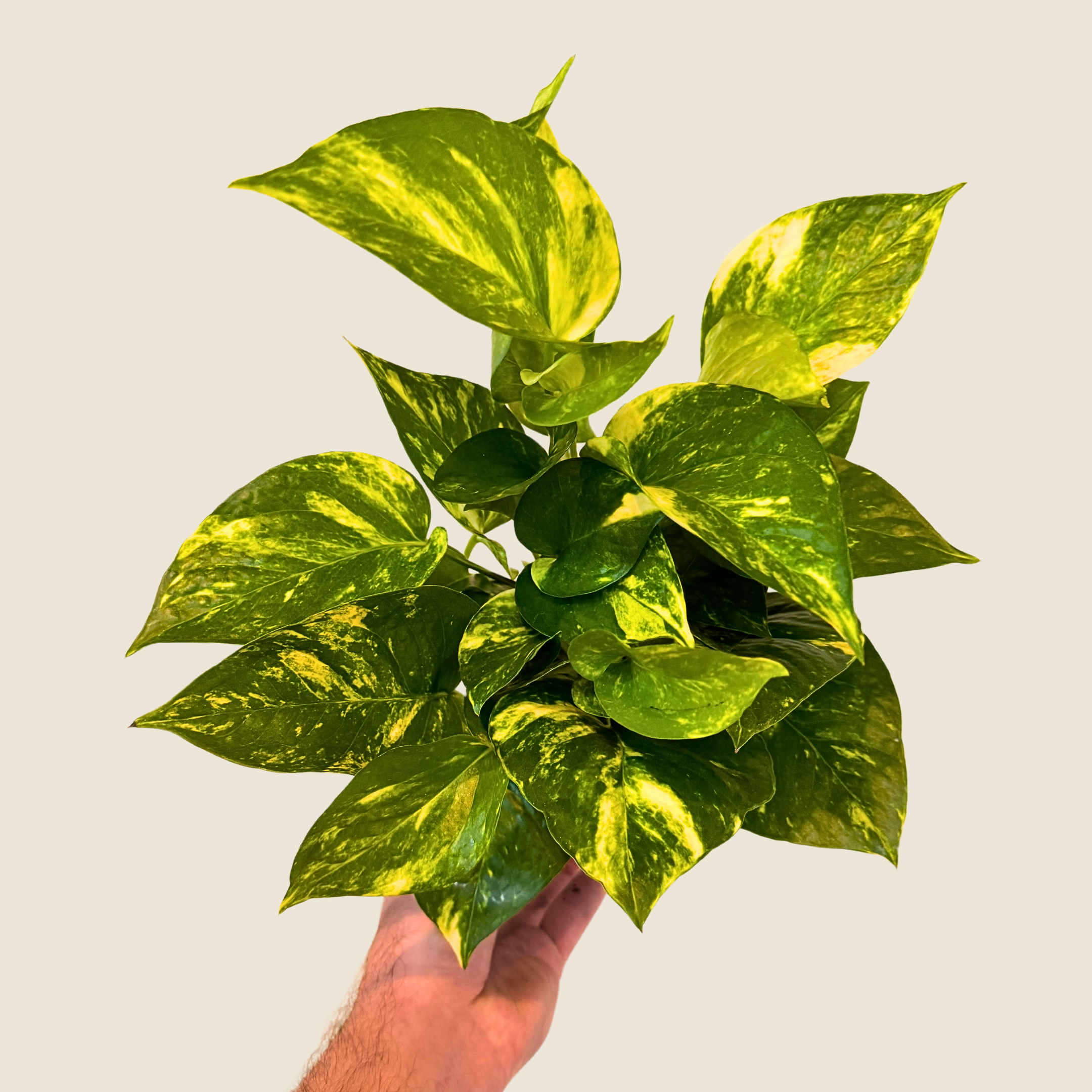 Pothos Hawaiian