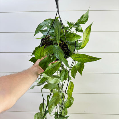 Pothos Baltic Blue