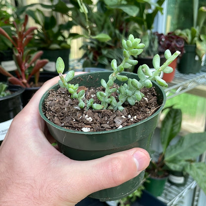 Baby Burro's Tail