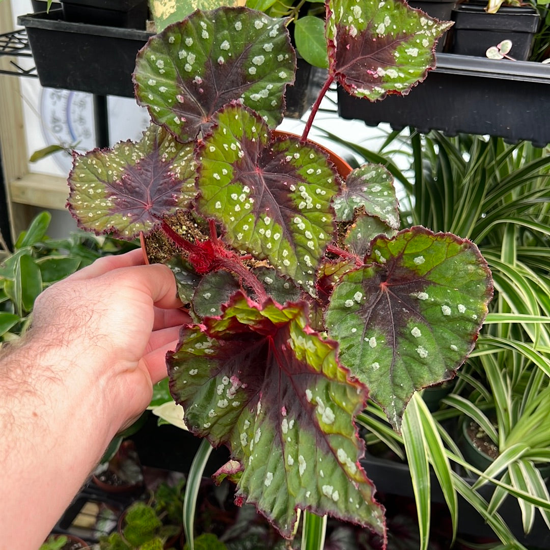 Begonia Grinch