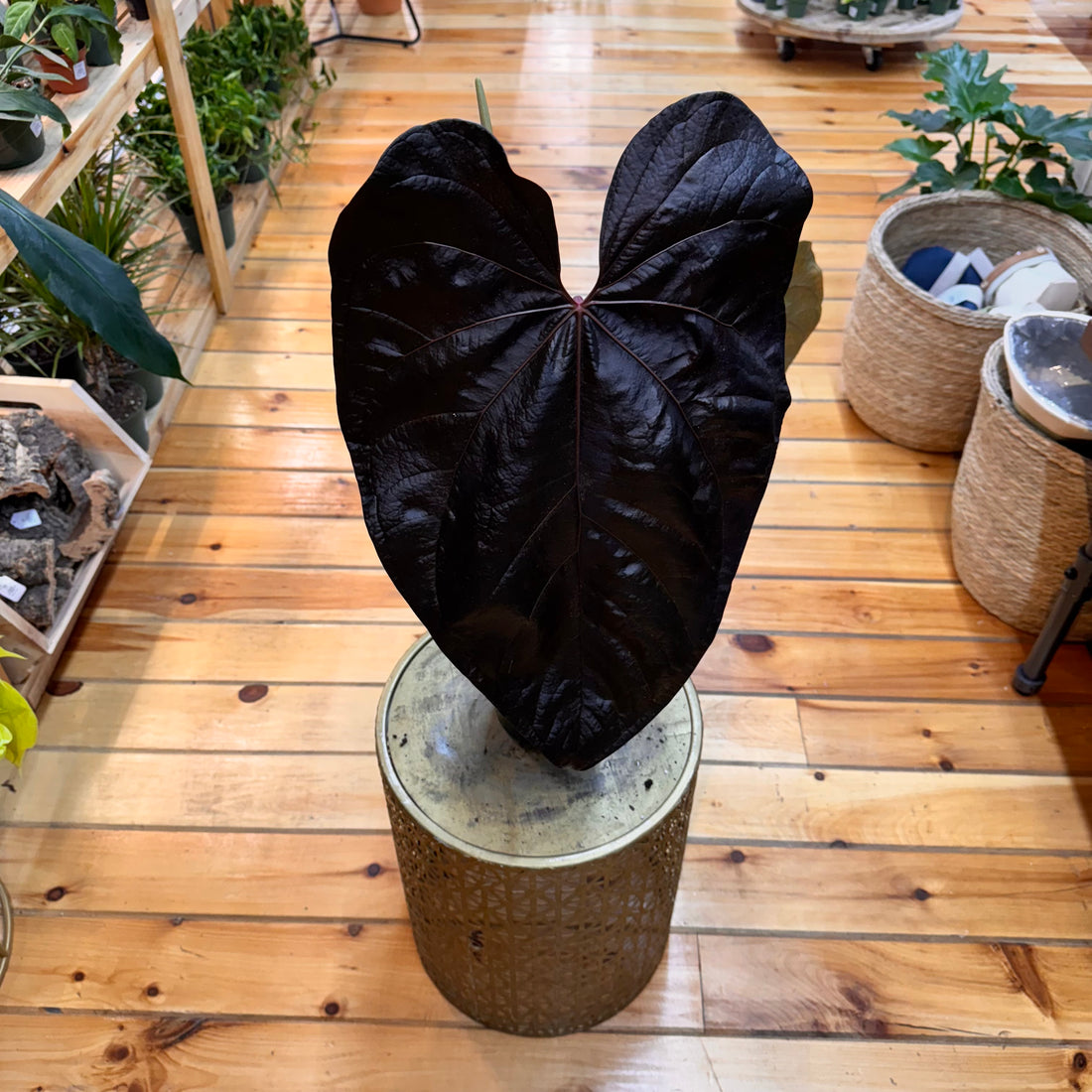 Anthurium Queen of Hearts