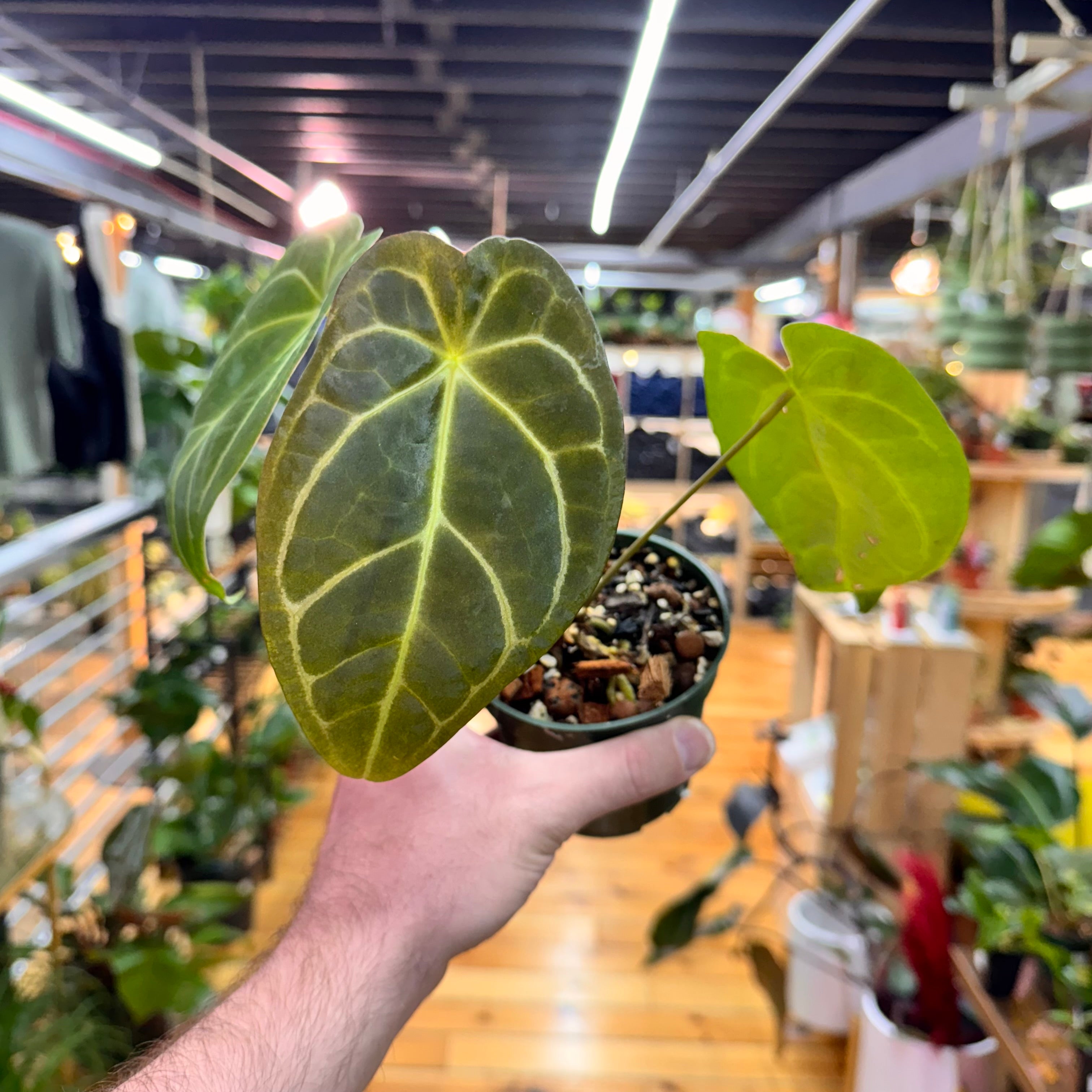 Anthurium Magnificum x Forgetti