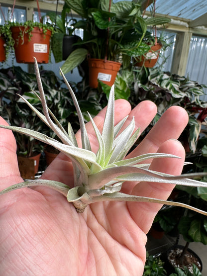 Capitata Yellow Star Air Plant