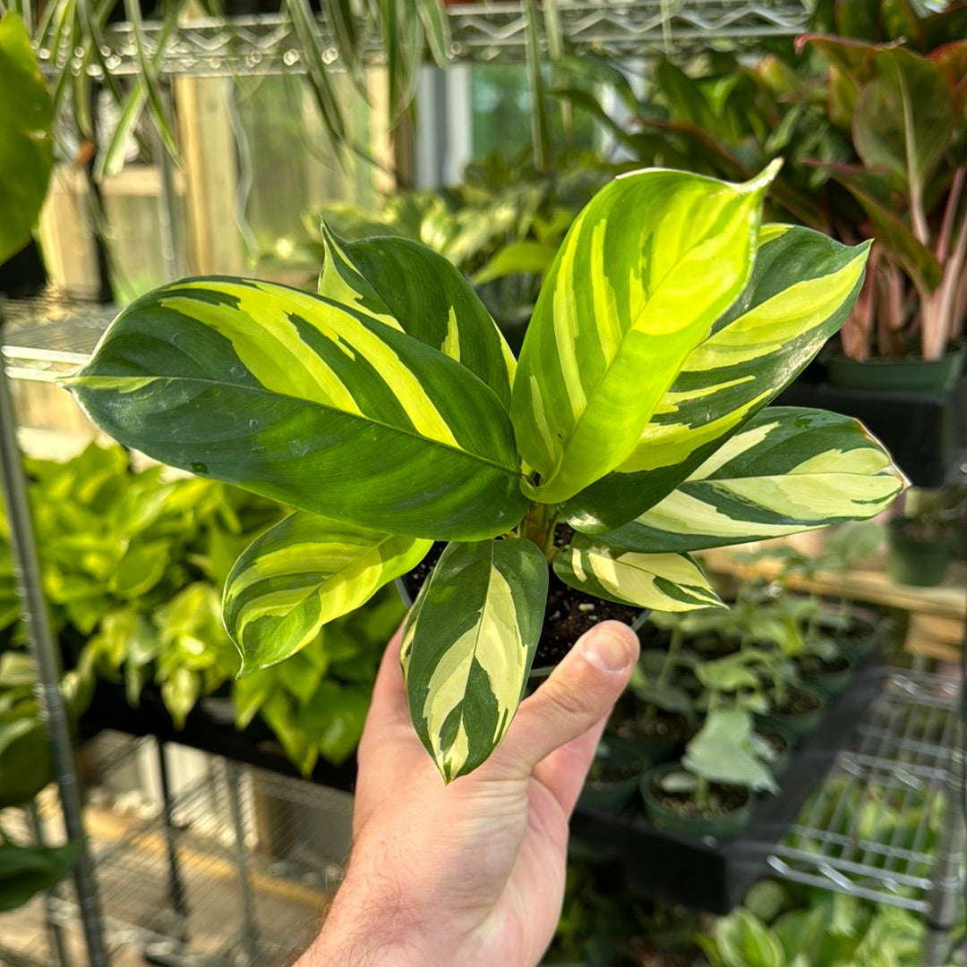 Calathea Pilosa