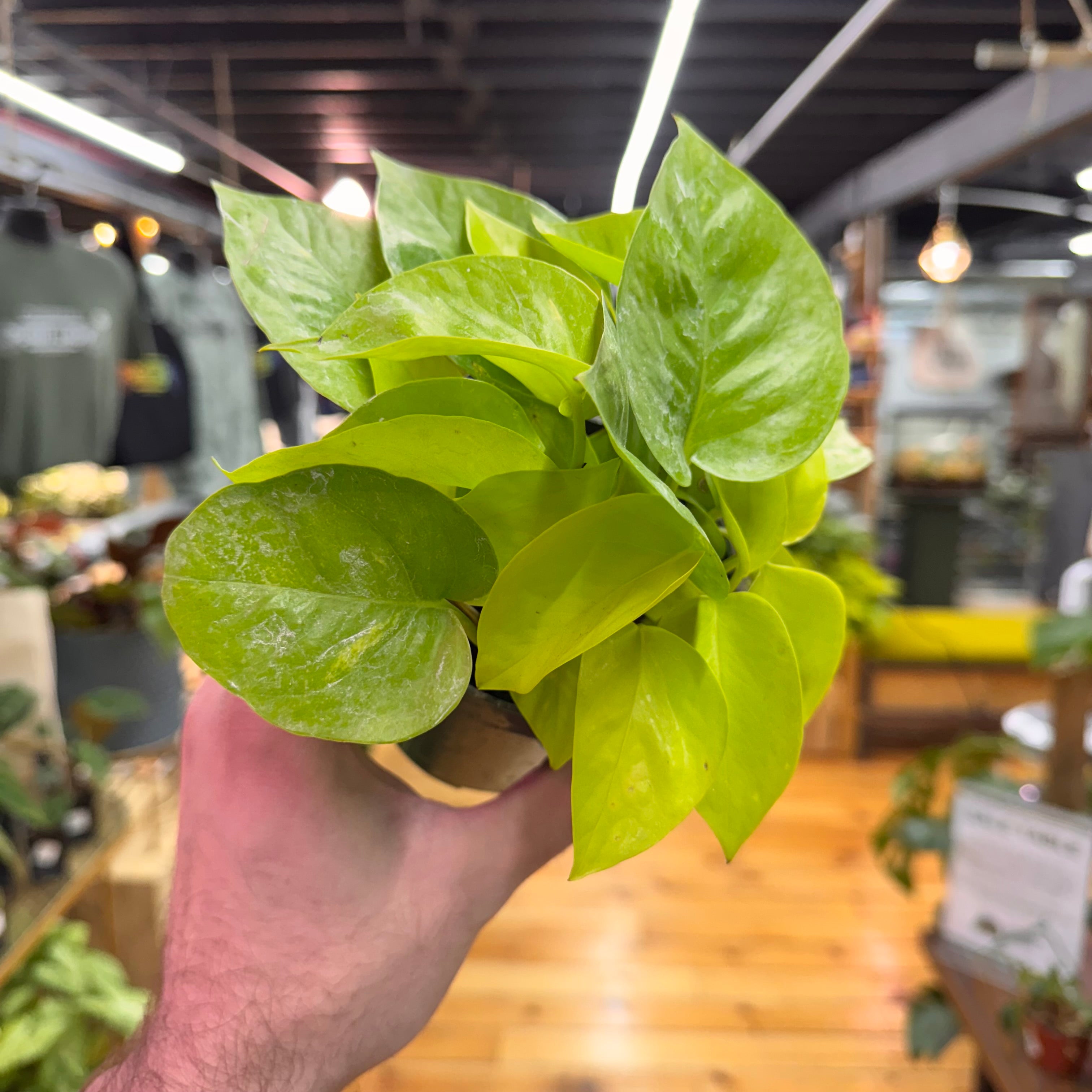 Pothos Neon