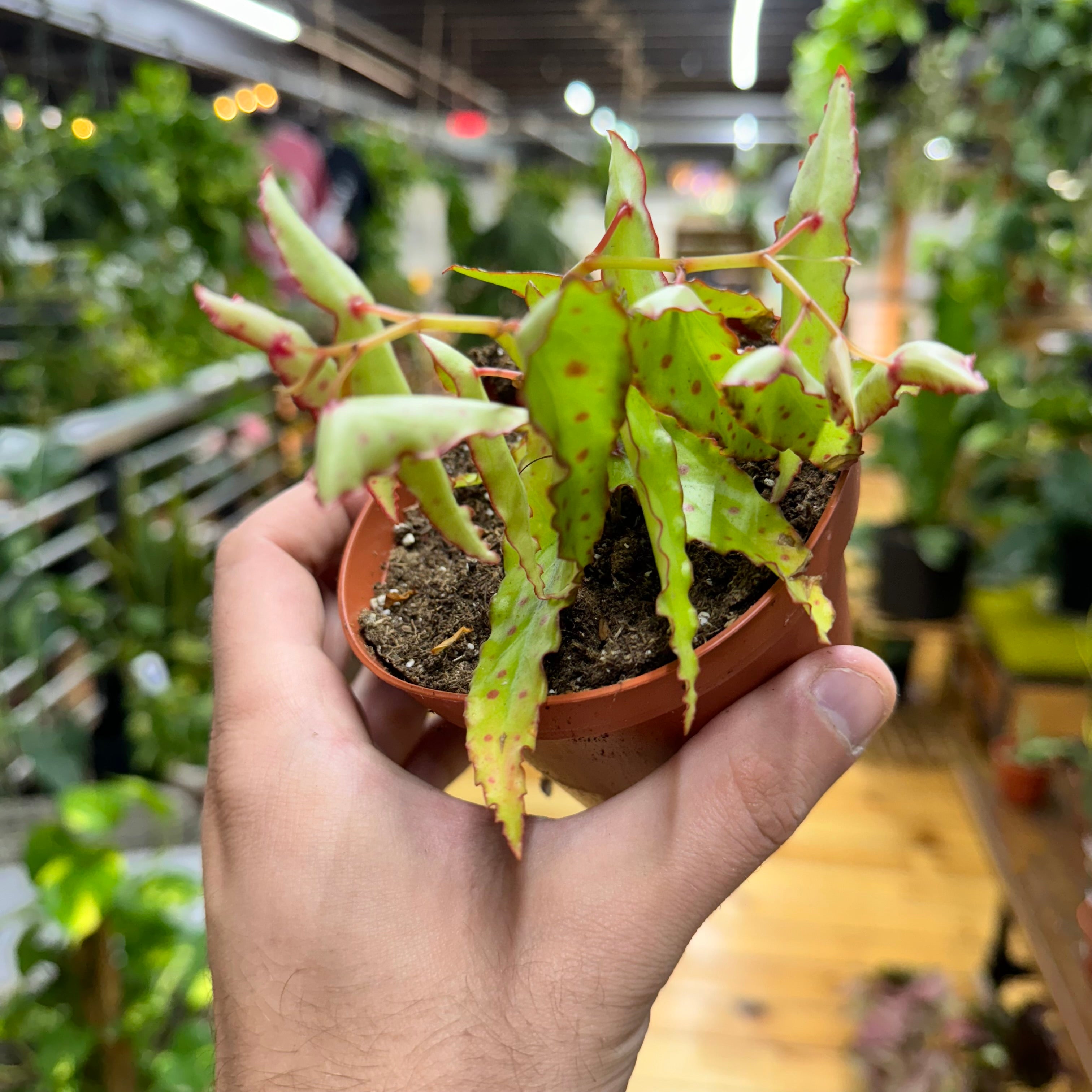 Begonia Amphioxus