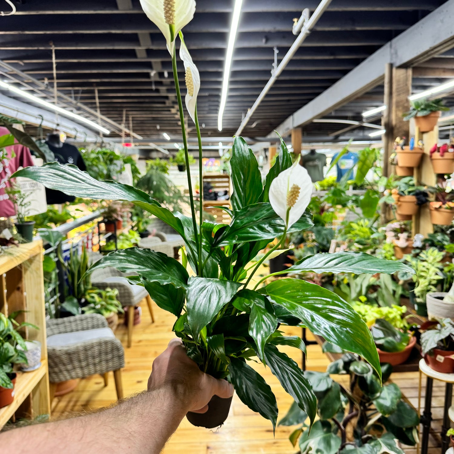 Peace Lily Flowerbunch