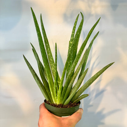 Aloe Vera