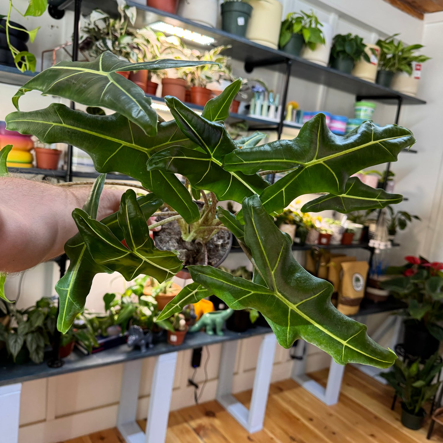 Alocasia Sarian