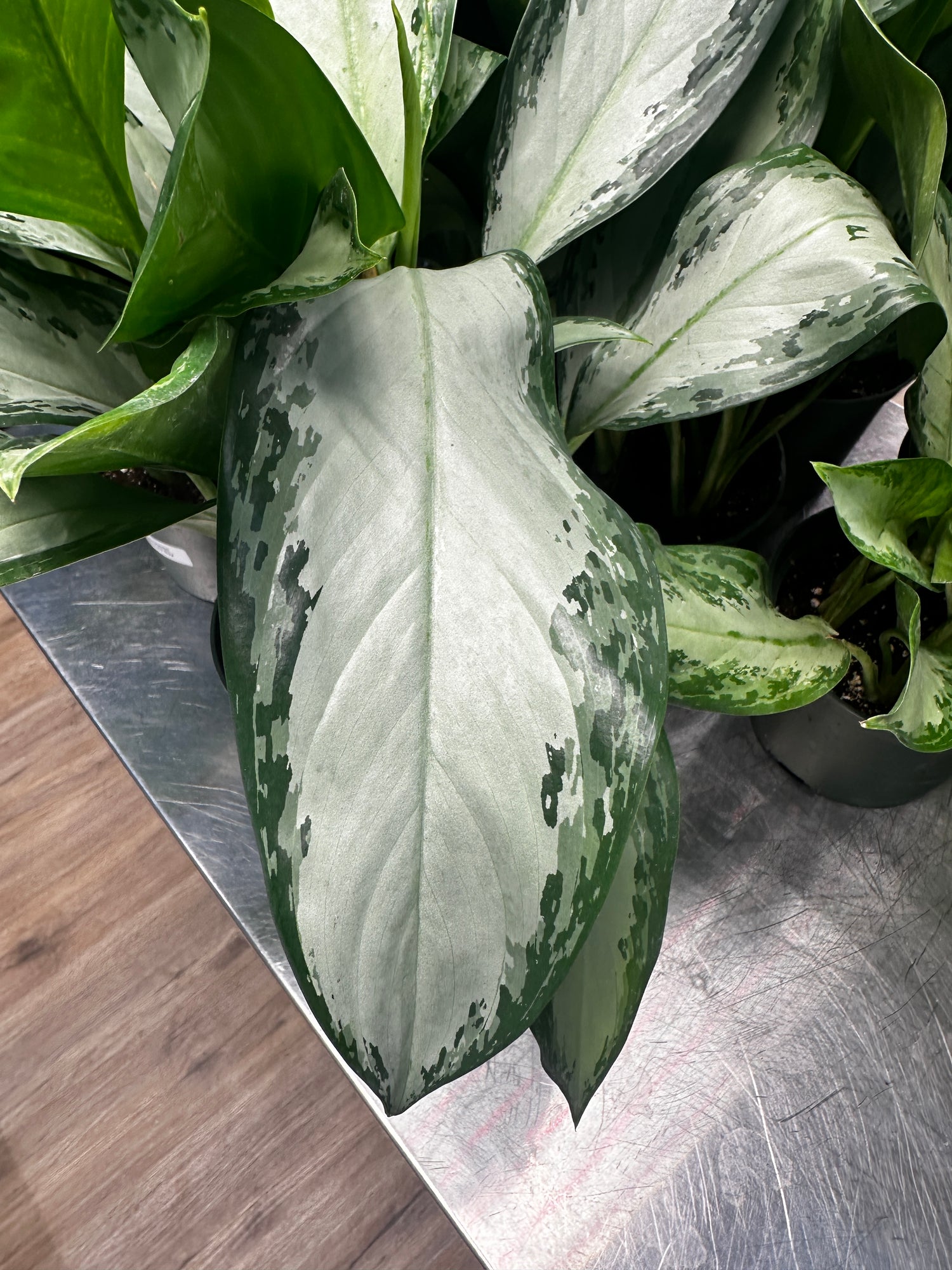 Aglaonema Emerald Bay