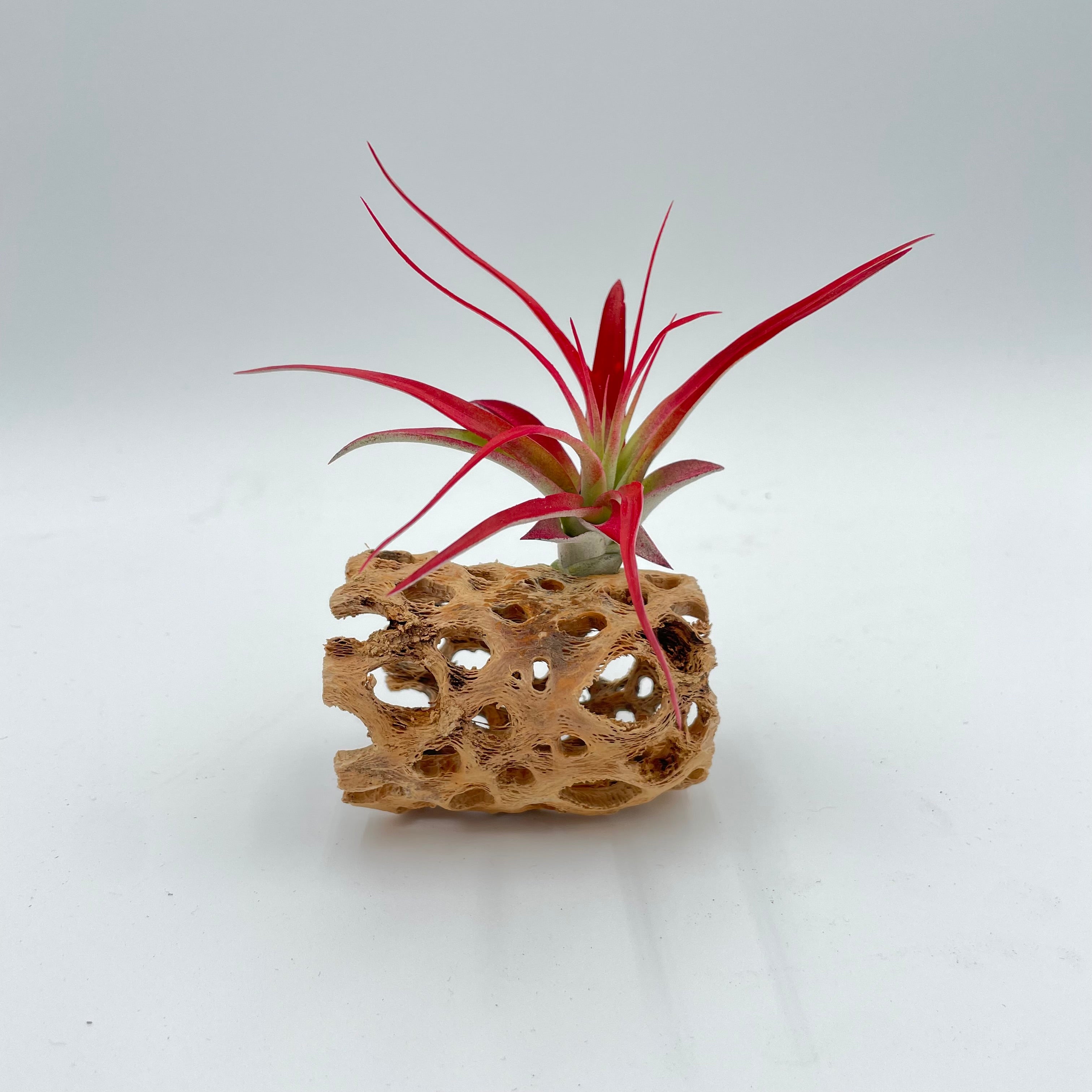 Cholla Wood Air Plant Holder