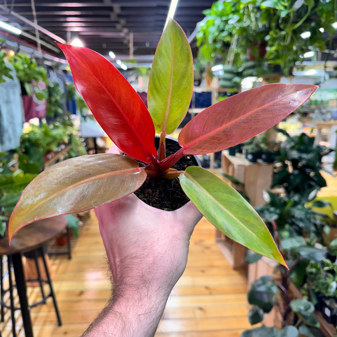 Philodendron Sun Red