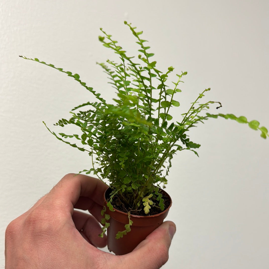 Fern Lemon Button - Live Plants - Plant Daddies of Atlanta