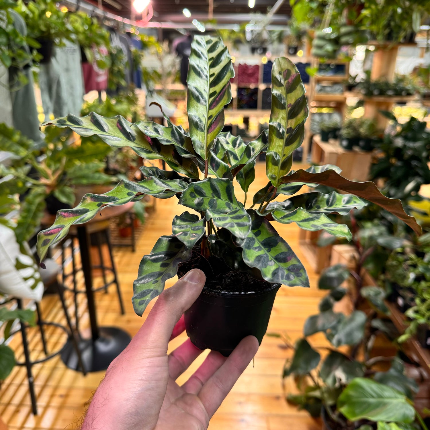 Calathea Rattlesnake