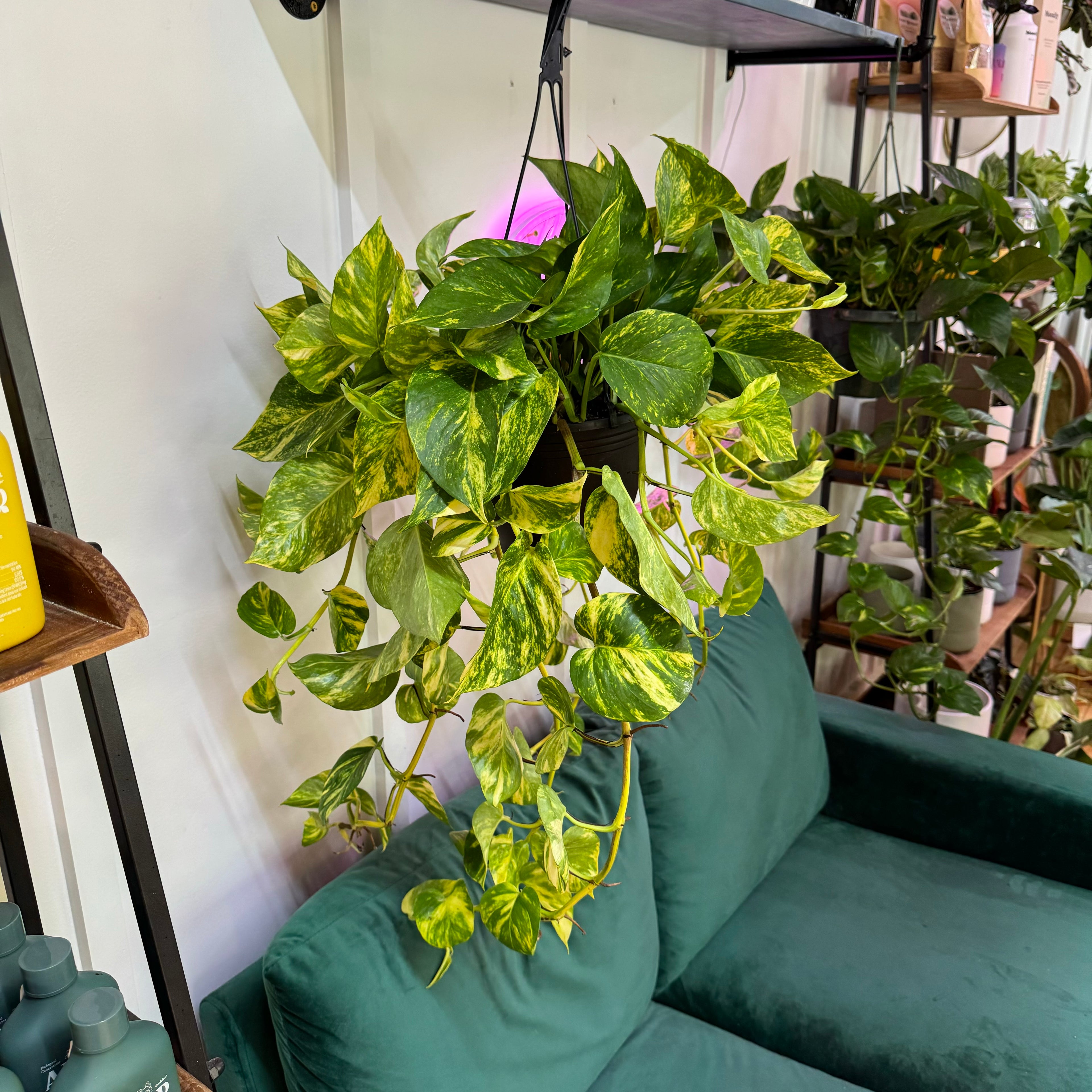 Pothos Hawaiian