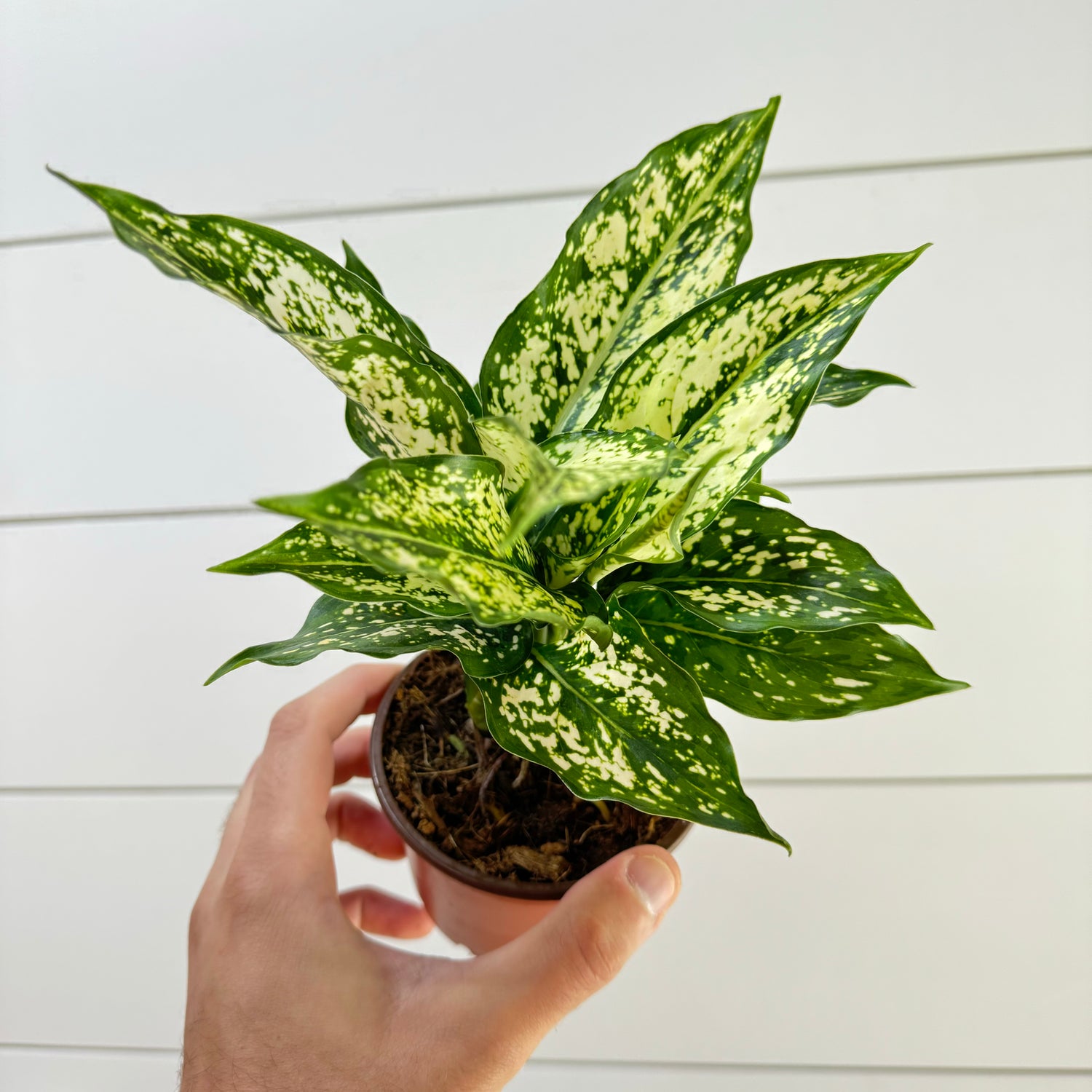 Aglaonema Snow White