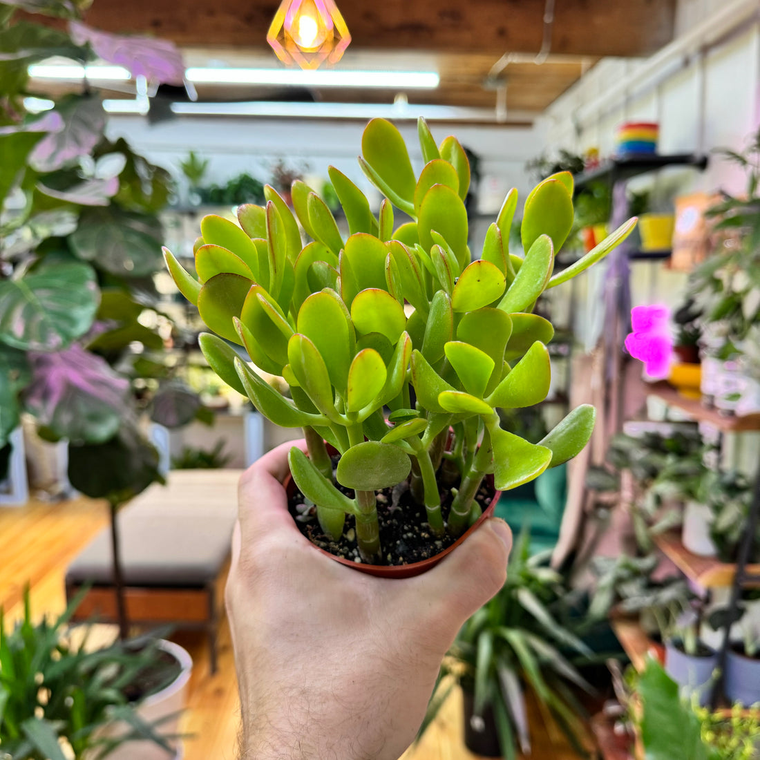 Jade Crassula Succulent