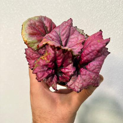 Begonia Kotobugi