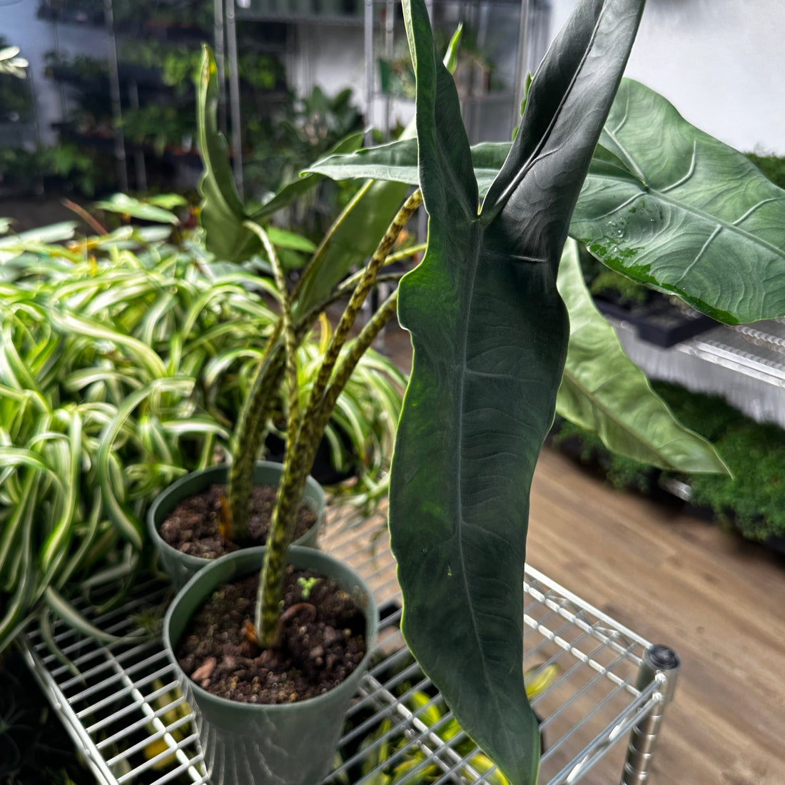 Alocasia Tigrina Superba