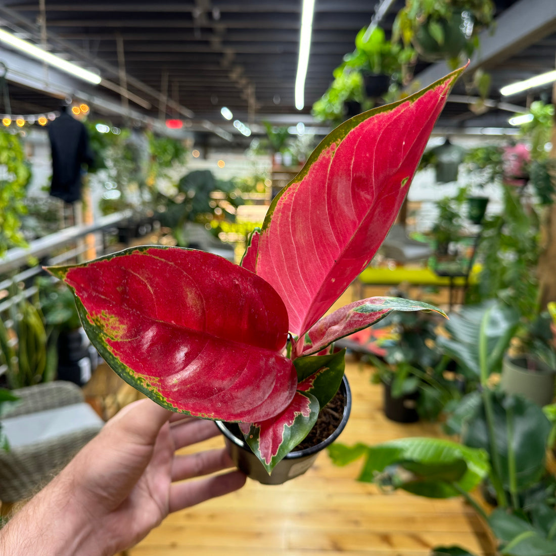 Aglaonema Red King