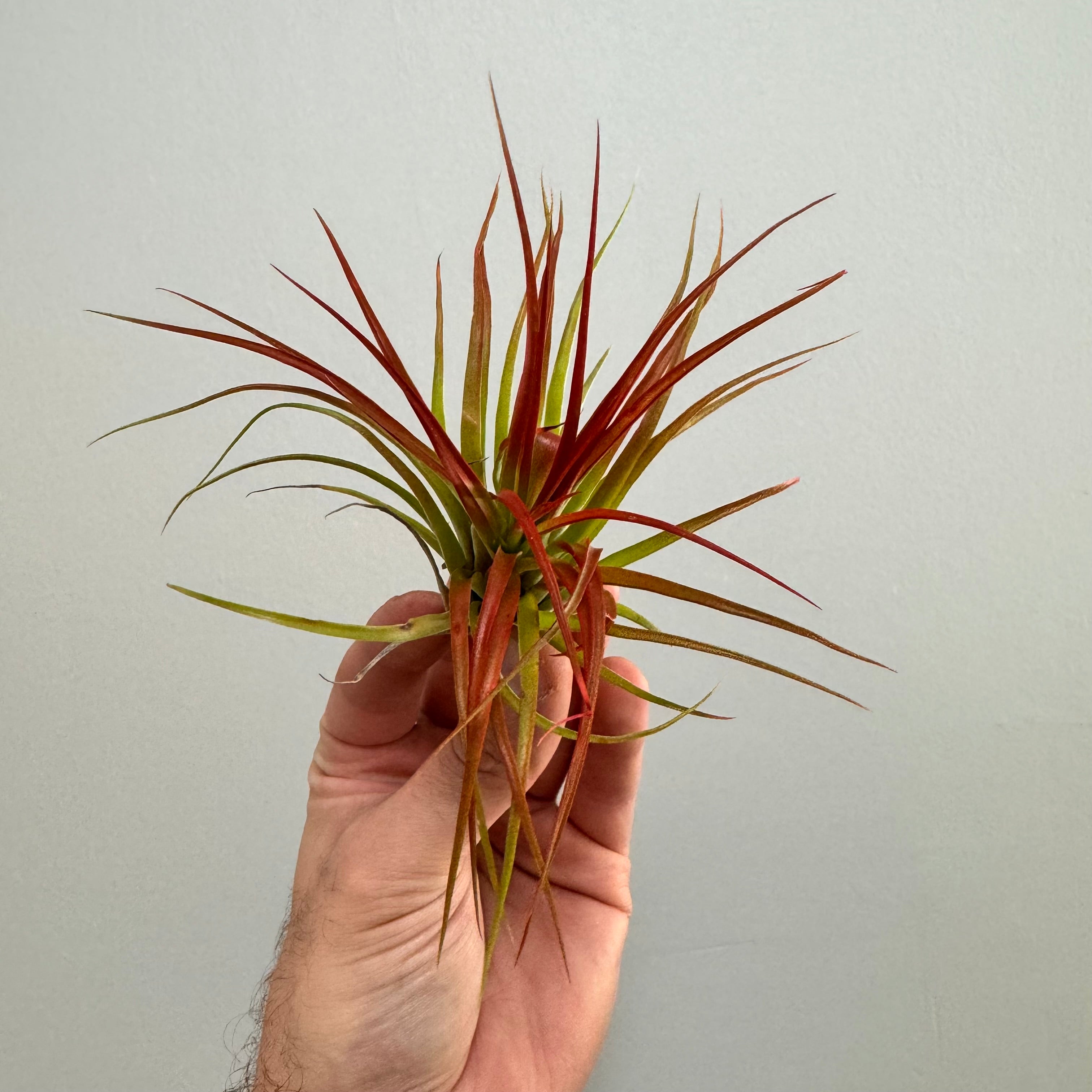 Ionantha Fuego Air Plant