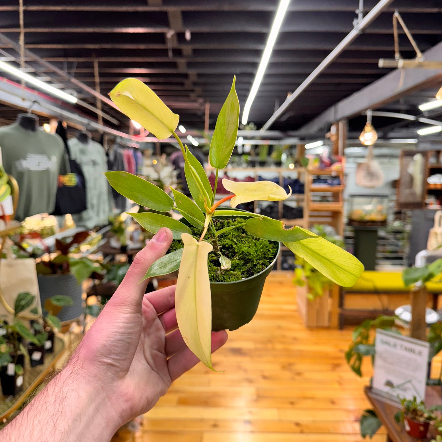 Philodendron Florida Ghost Mint