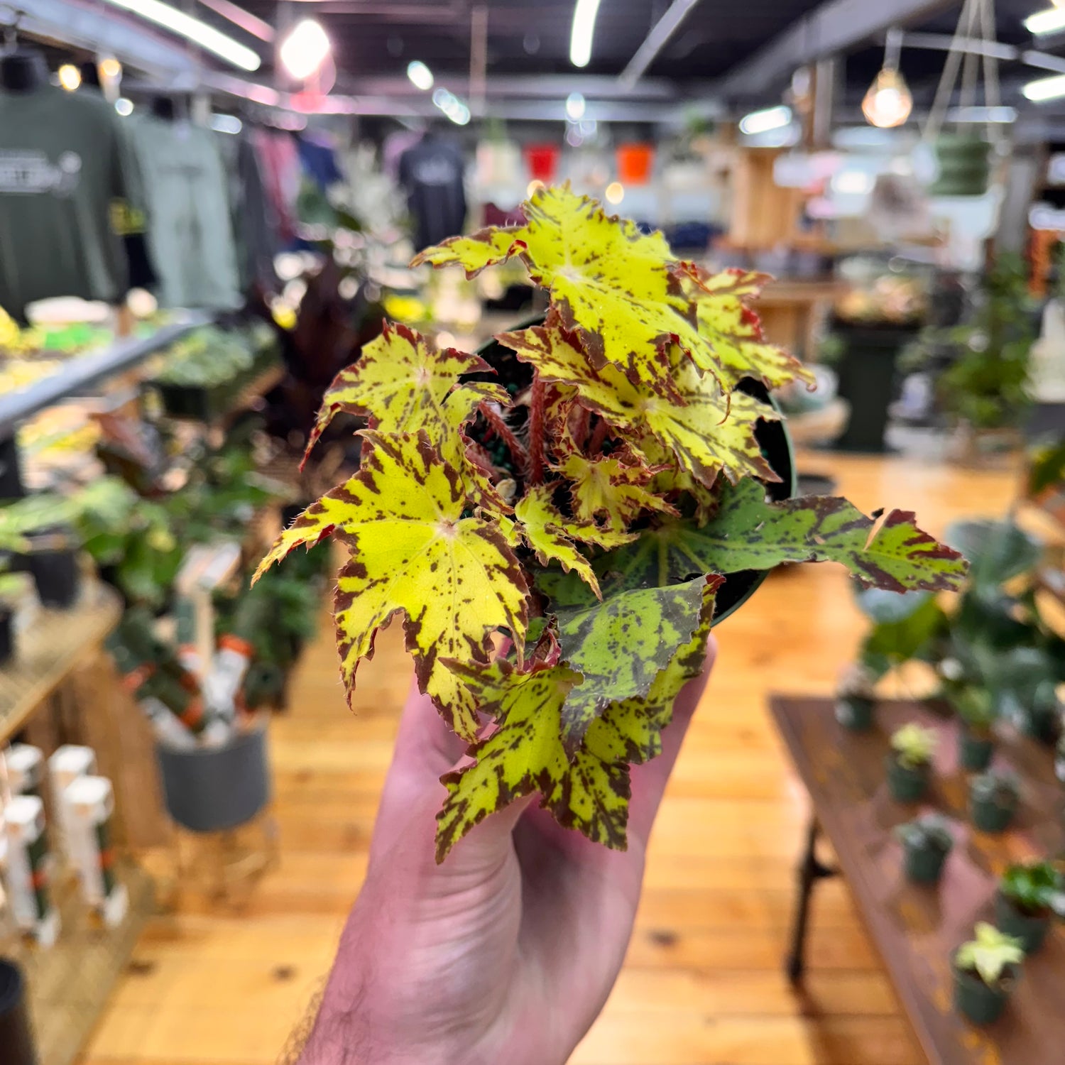 Begonia Geometry