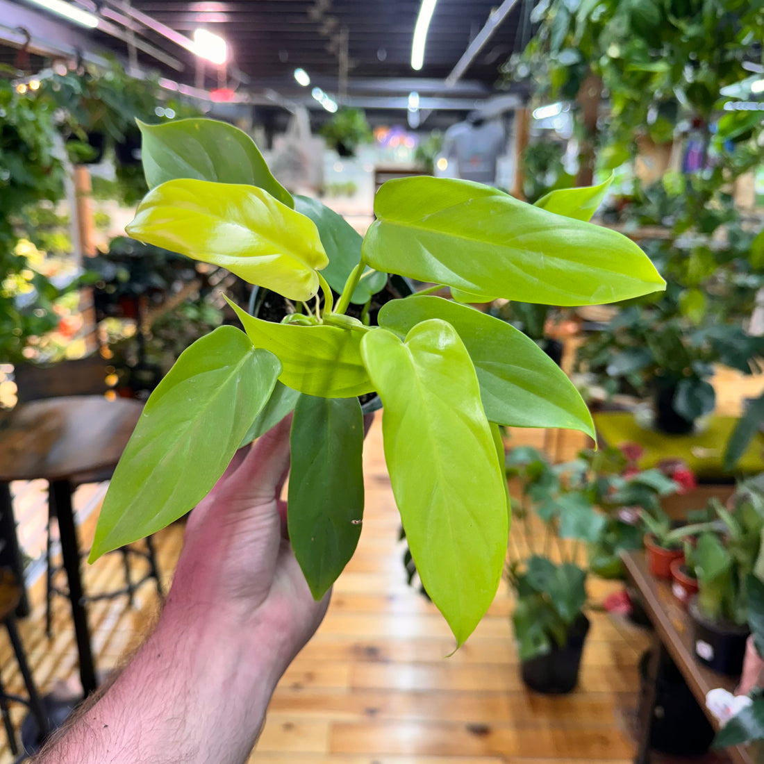 Philodendron Bipennifolium Aurea