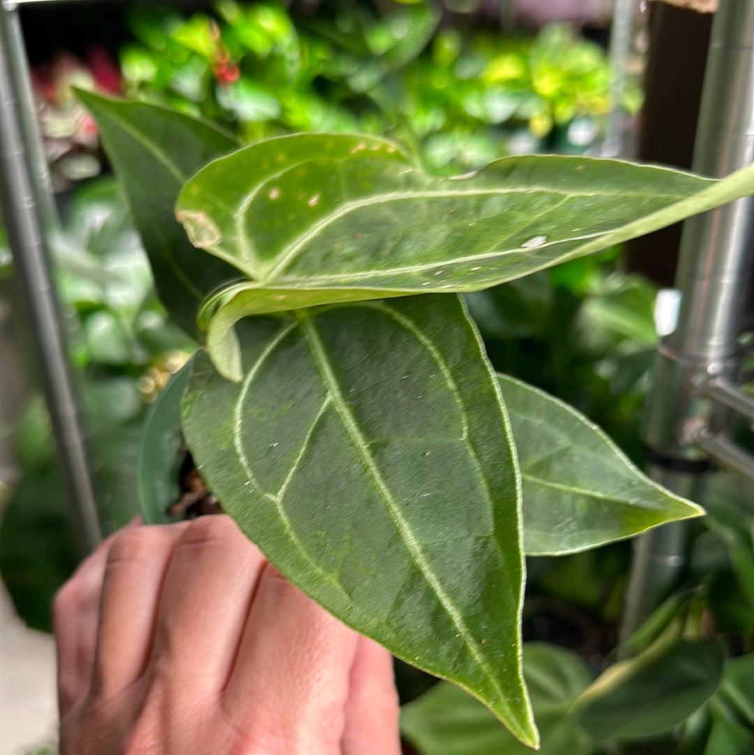 Anthurium Dark Magnificum x Ree Gardens Papillilaminum lo