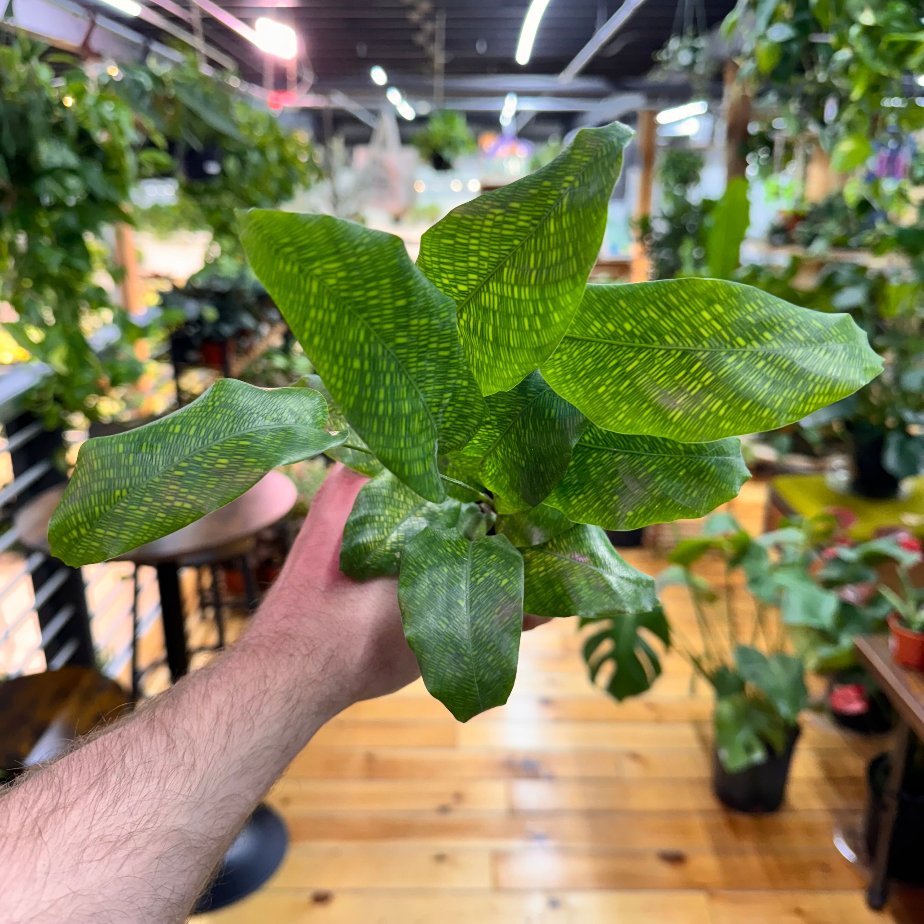 Calathea Musaica