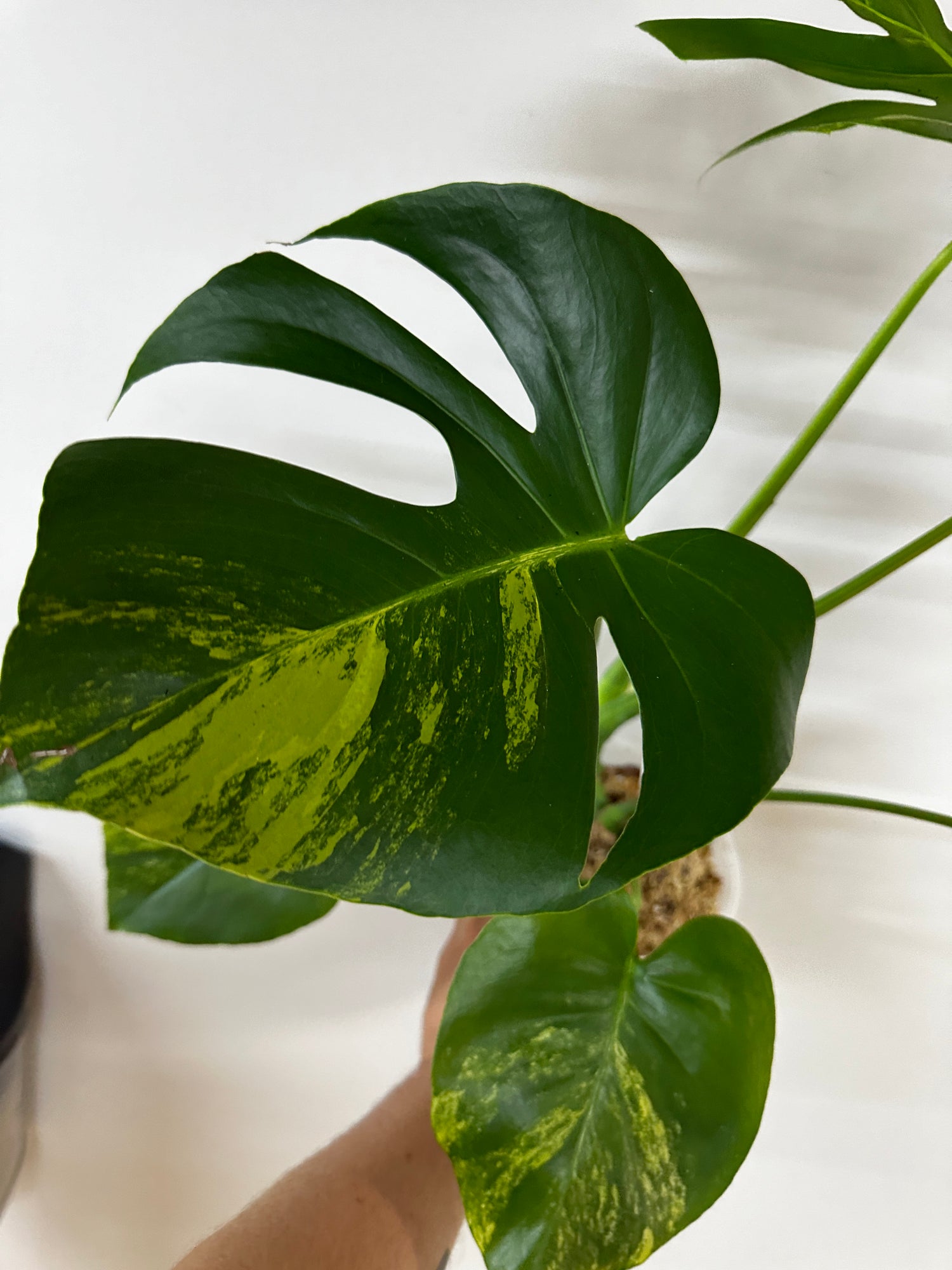 Monstera Deliciosa Large Form Aurea