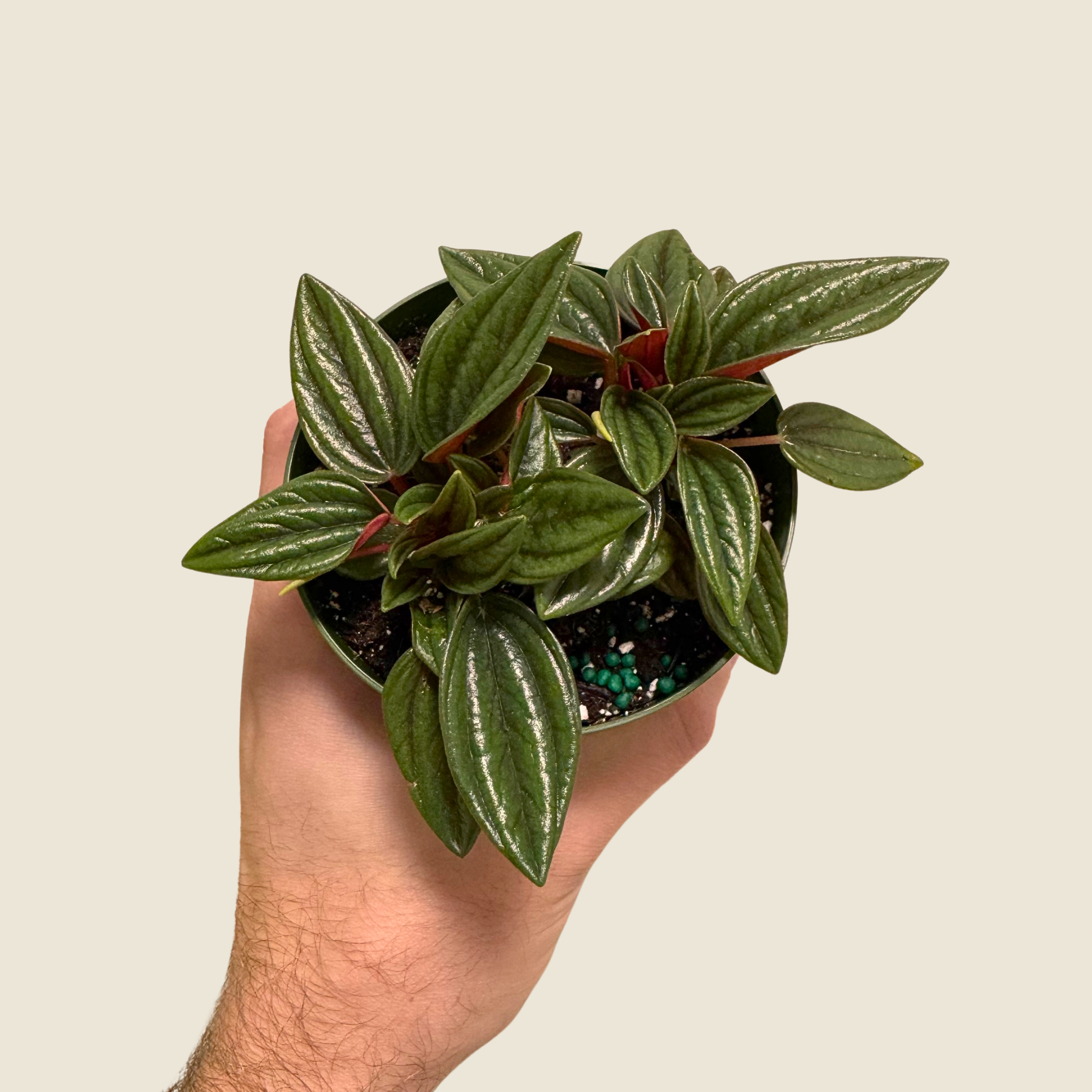 Peperomia Rosso