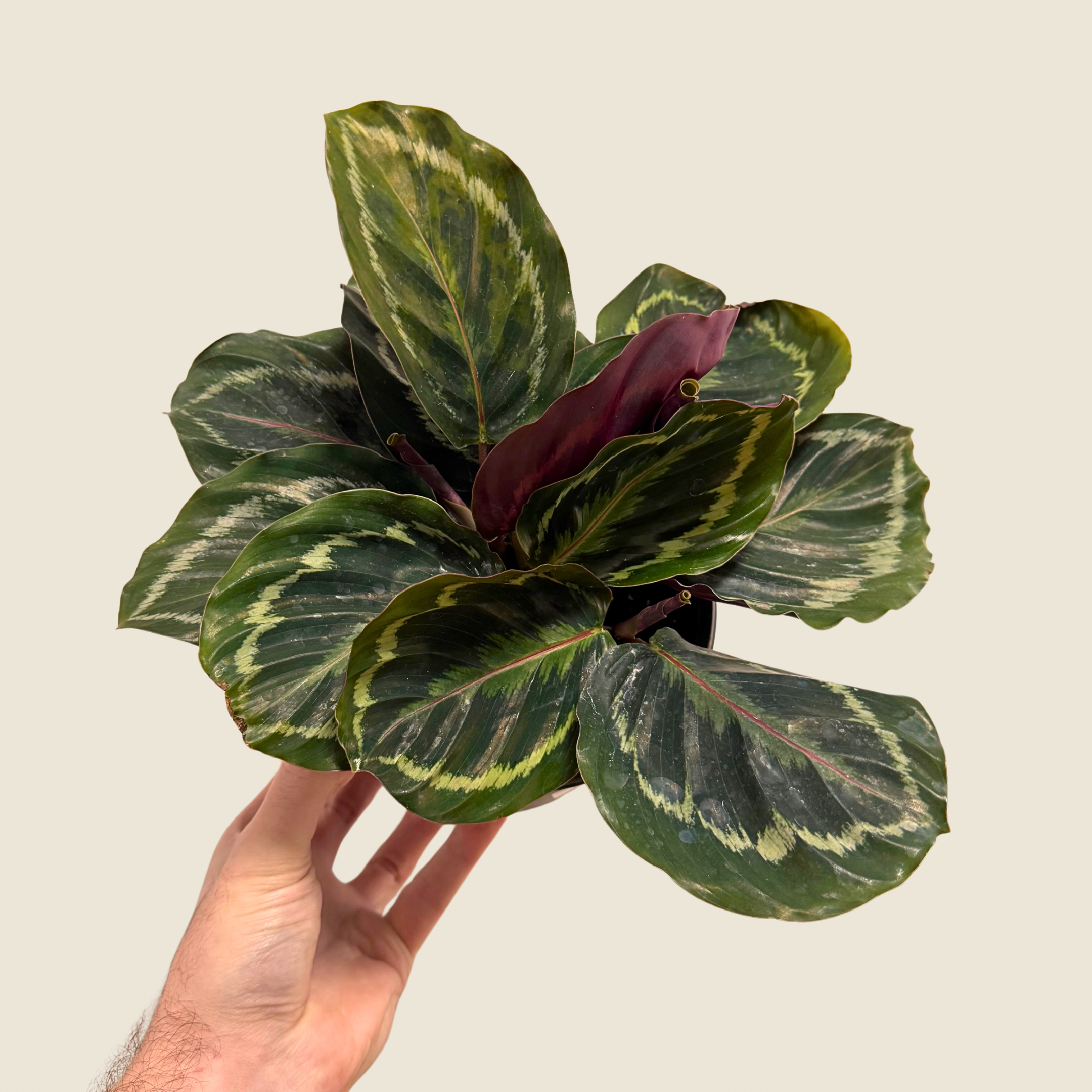 Calathea Medallion