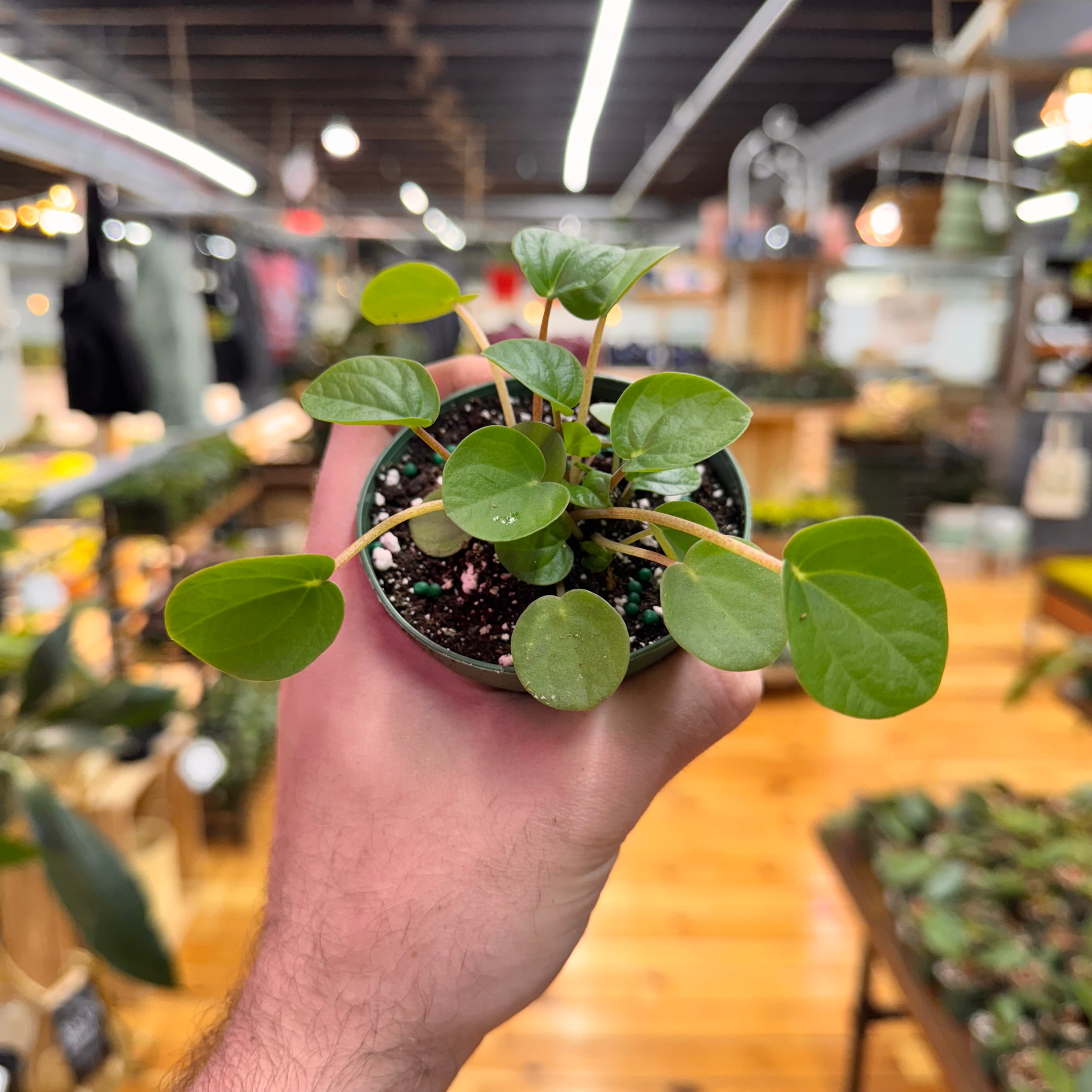 Peperomia Rana Verde