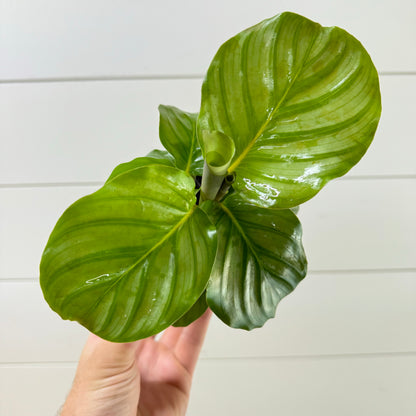 Calathea Orbifolia