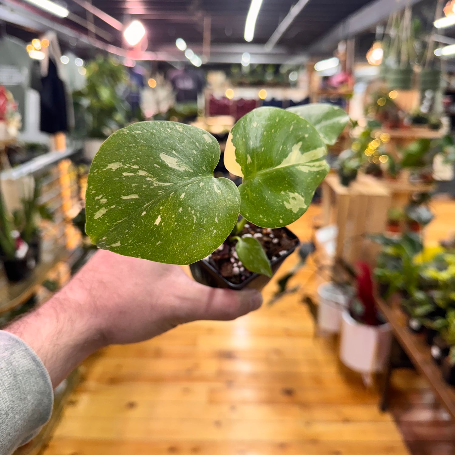 Monstera Thai Constellation