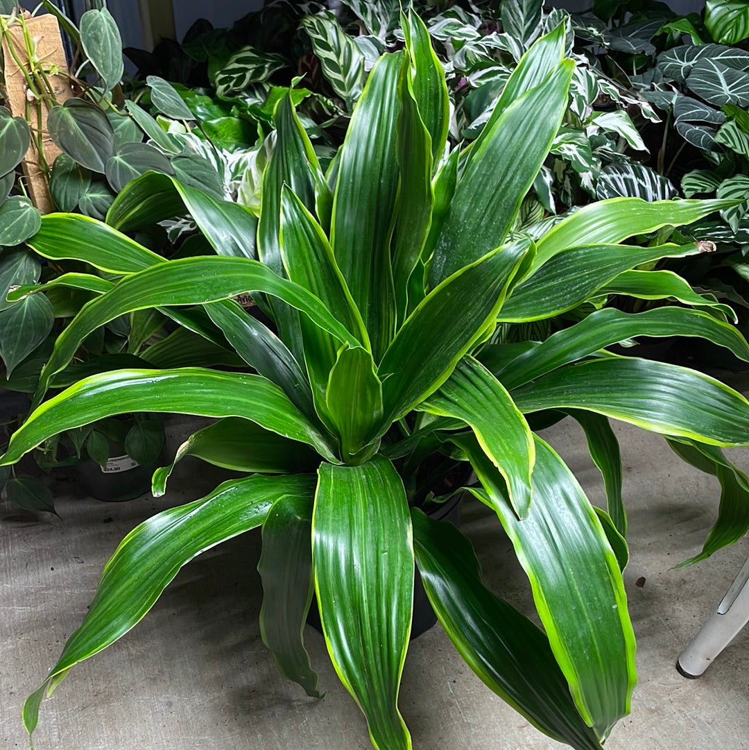 Dracaena Fragrans