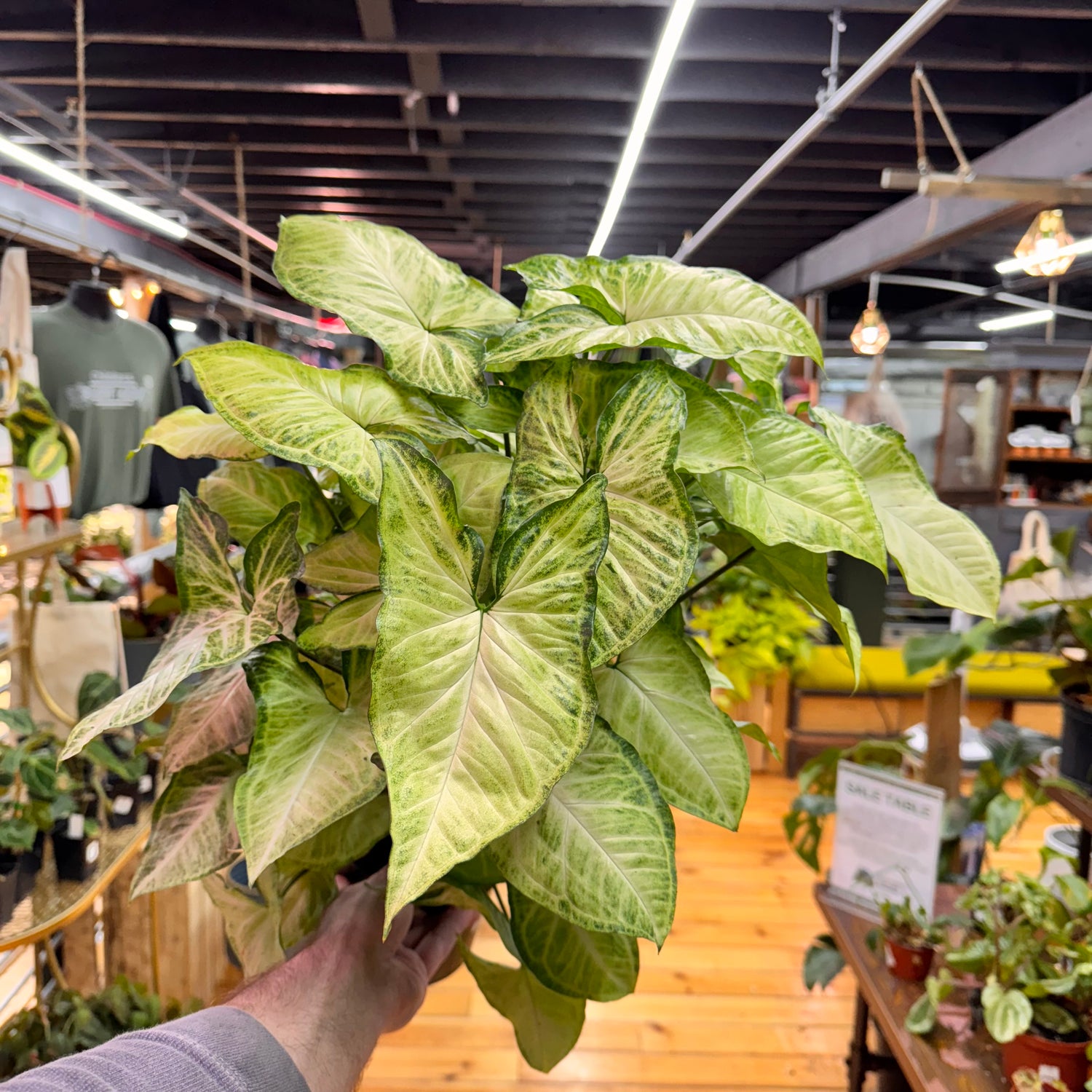 Syngonium White Butterfly