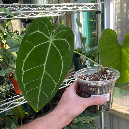 Anthurium Crystallinum