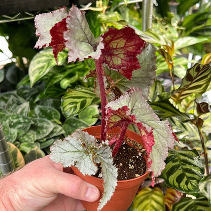 Begonia Harmony&