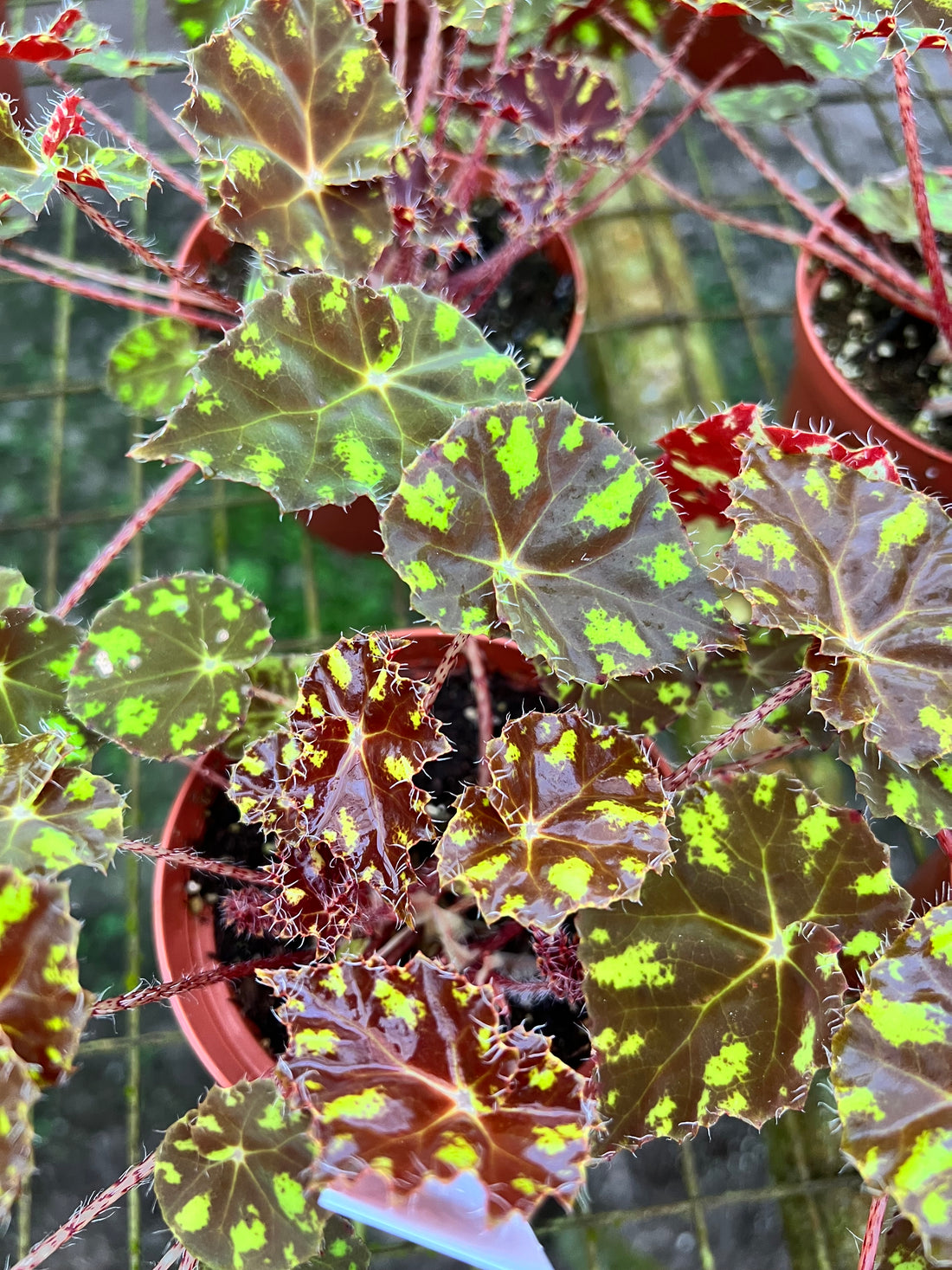 Begonia KitKat