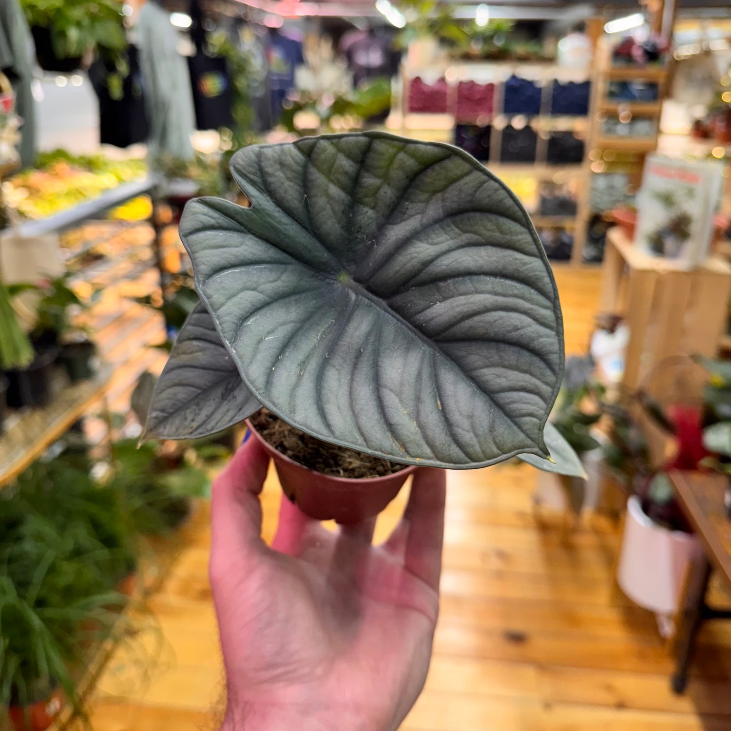 Alocasia Nebula