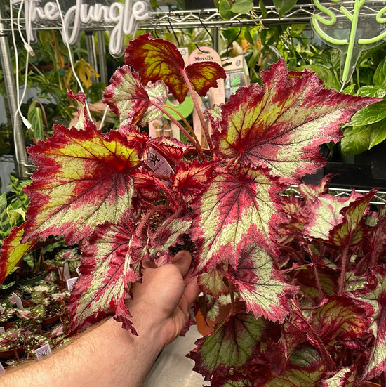Begonia Ring of Fire